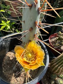 Opuntia