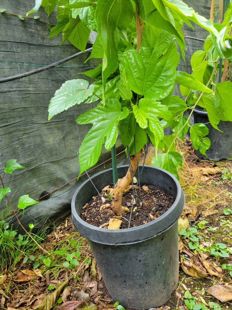 Mulberry Tree Home & Garden