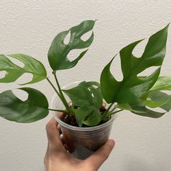 Mini Monstera (2 plants)