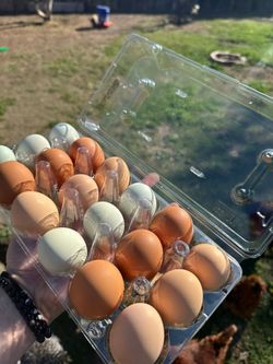 Organicas Fresh / fresco Producto de gallina