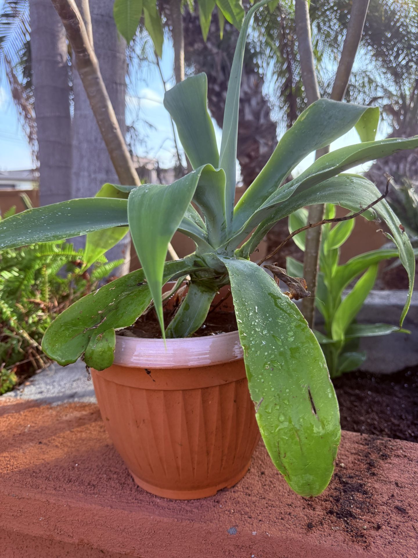 PLANT