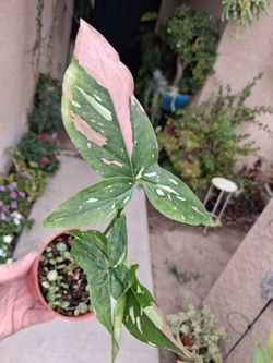Variegated Syngonium TRICOLOR Plant $23