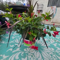 Big pots of Dipladenia plants