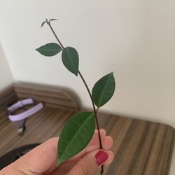 Hoya Rooted Plant