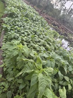 CALLALOO