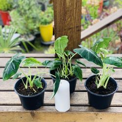 Price is each—Live indoor Alocasia Frydek plant in a plastic planter pot—firm price