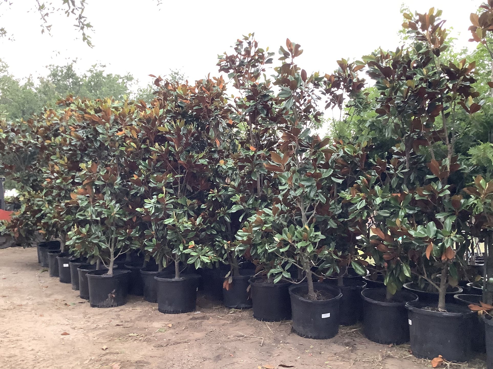 D D Blanchard Magnolia Trees 30gallon @956@292@8442
