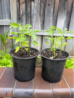 Sweet Pepper 🌶️ starter plant 🌱 seedlings