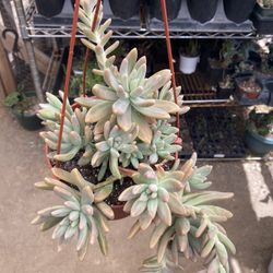 Succulent Hanging Pot 