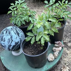 Elderberry Starts