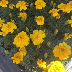 🌼 SUNSHINE IN EVERY BLOOM – ONLY $19.99 for color flat of 16X 4" ! 🌿