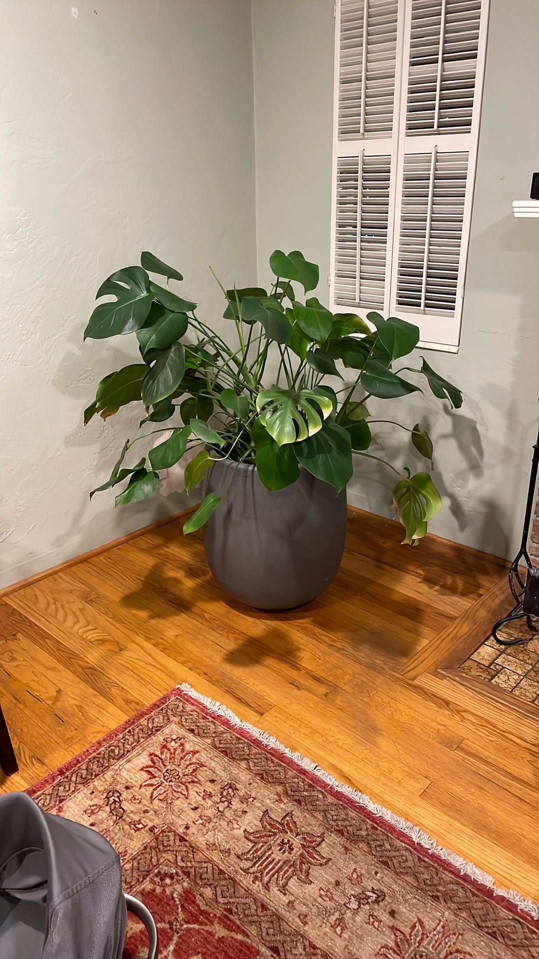 3 Monstera Plants With Pots and Stands
