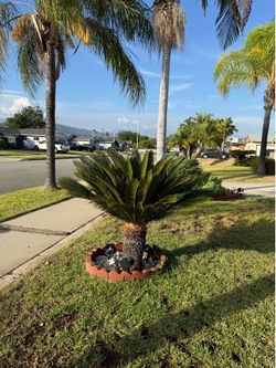 2 Mature Sago Palm Trees – $120 for Both (You Dig & Haul)