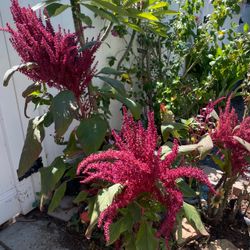 Amaranth plants