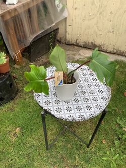 Indoor Plant