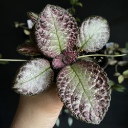 ✨Episcia Flame Violet | Red Flower ✨ 
