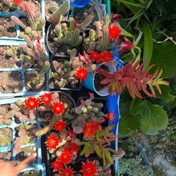 Ya tienen flores las plantas