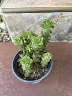 CRASSULA Perforata Variegata