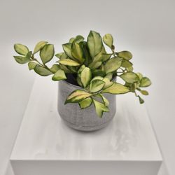 Hoya heuschkeliana variegated 