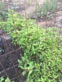 Epazote organico 5 plantas por $ 1.00!!!