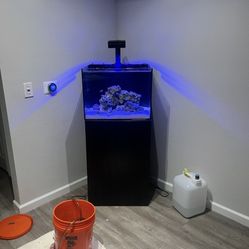 Reef Tank