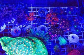 Reef Tank Frags Available