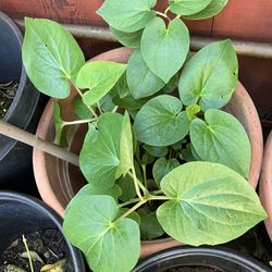 Betel Leaves Plant ( Paan Leaf)