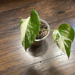 Variegated Monstera Albo Plant (pls Read Description Below)