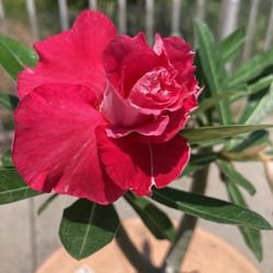 Desert Rose