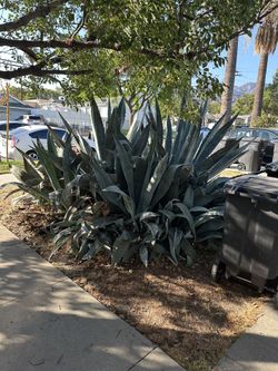 Huge Agave Plant