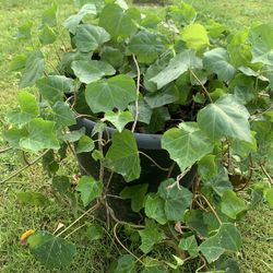Ivy plant