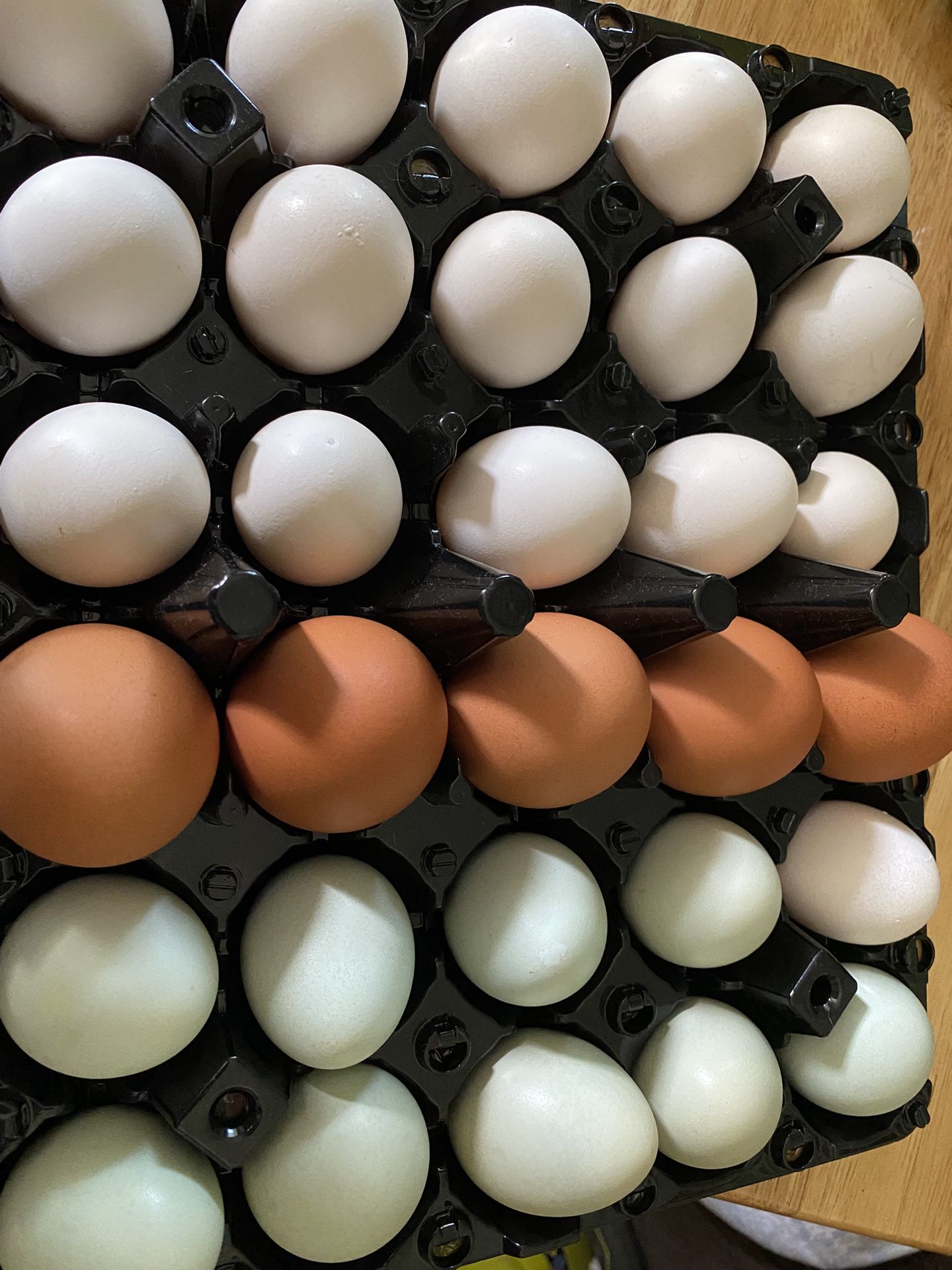 Fresh Eggs