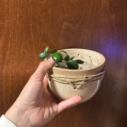 Small Hoya Plant With Pot
