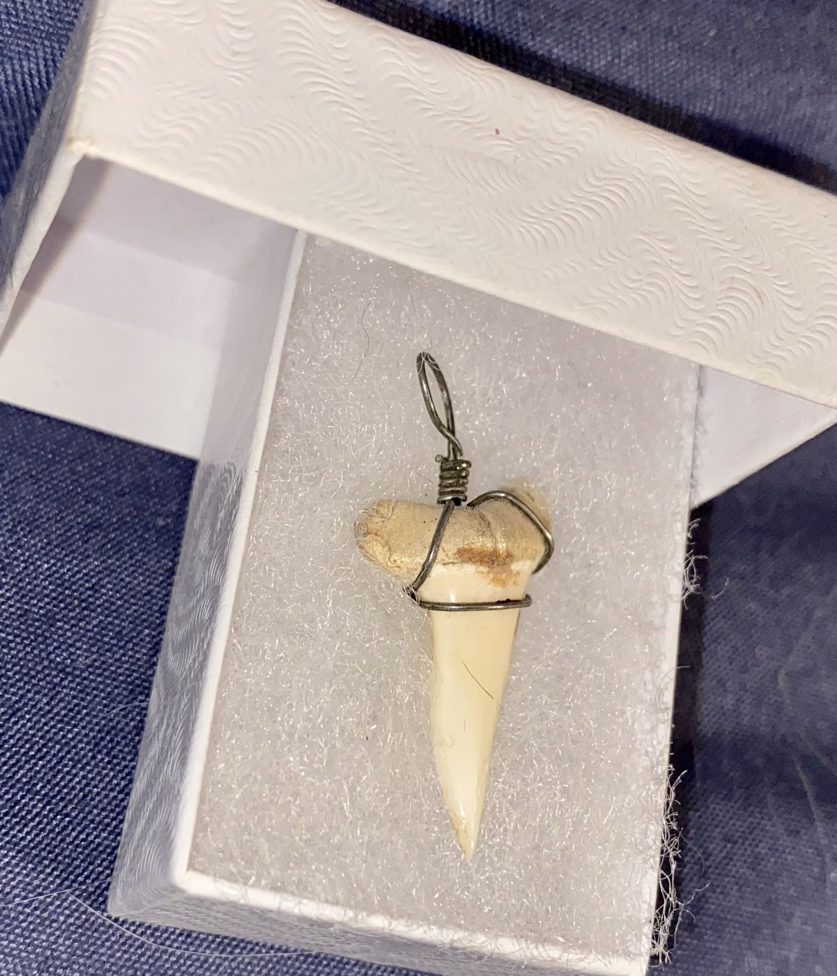 Shark Tooth Charm