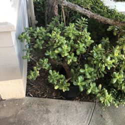 Emeral jade Succulent