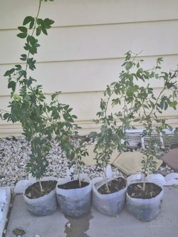 Árboles de Guamuchil $5 cada árbol