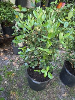 Guava Pineapple Plant