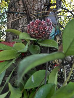 Hoya Pubicalyx Splash