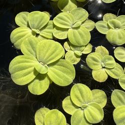 Water Lettuce “Pistia Stratiotes “