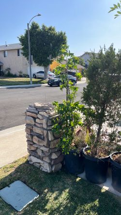 6  ft California sweep Gump shade tree