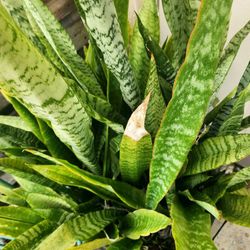 Snake Plant