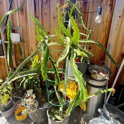 Organic Red meat Dragon Fruit Plant With Trellis 