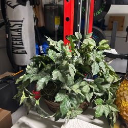 Plant.  Fake