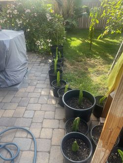 Exotic Dragon Fruit Cutting 