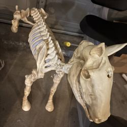 27” Mini Horse Skeleton