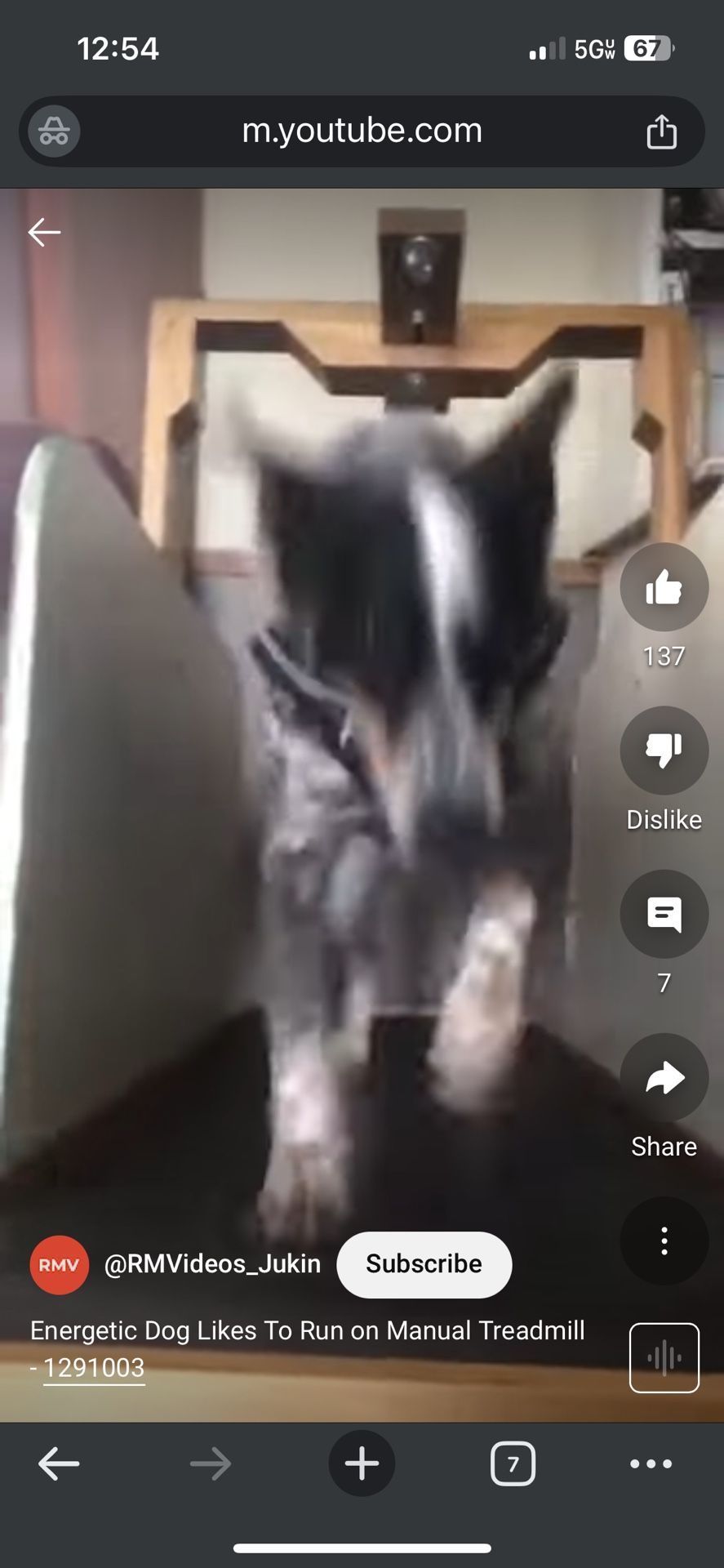 Dog Treadmill