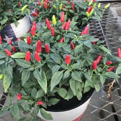 2 Thai Very Hot Red Pepper Seedling Plants Fully Rooted W Fruits