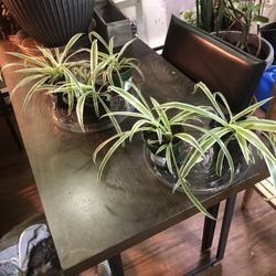 Five Small Spider Plants $6 Each 
