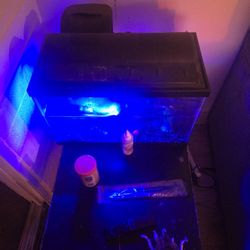 Fish Tank