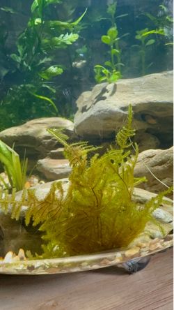 Christmas Moss for Aquarium Shrimp